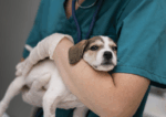 Curso de cardiología para animalesy tratamientos