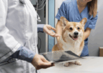 Curso de cardiología para animalesy tratamientos